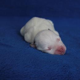 Topaz - Chocolate male Pomsky puppy in Clarkston, Utah from Red Rock Ranch Breeders