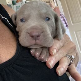 Weimaraner Puppies from Jennifer Anne's Weimaraners