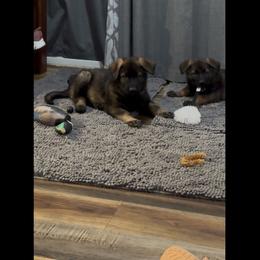Butterball - Sable male German Shepherd puppy in Mt. Sterling, Kentucky from Haus Der Herzenskrieger