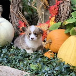 Pembroke Welsh Corgi Puppies from A&A’s Adorable Corgis