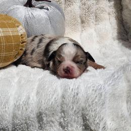 Gretel - Red merle female Miniature Australian Shepherd puppy in Gainesboro, Tennessee from Family Tradition