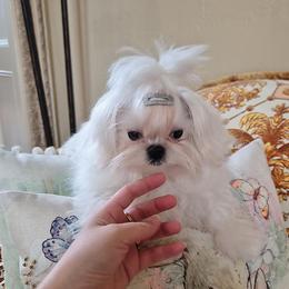Cartier - White male Maltese puppy in Frisco, Texas from Maltese & poodle Lovers