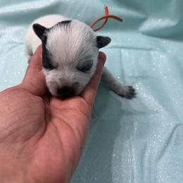 Orange-docked tail - Blue male Australian Cattle Dog puppy in Chelsea, Oklahoma from CT Mini Heelers