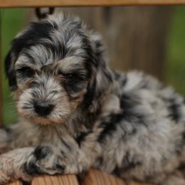 Marge - Blue merle female Aussiedoodle puppy in Orleans, Indiana from Mae Blossom Puppies