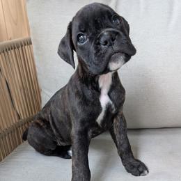 Romeo Reverse Brindle - Brindle Boxer puppy in Wellington, Ohio from Brinkhaven Boxers