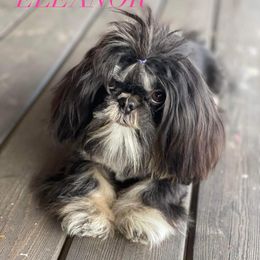 Elly - Shih Tzu