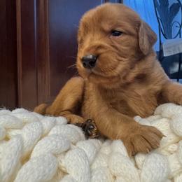 Golden Retriever Puppies from Bigfoot Goldens AKC Registered Dark Red