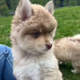 Kenai - Red and white male Pomsky puppy in Rathdrum, Idaho from Smart Pomskies and Frenchies