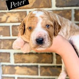 Peter - Apricot male Goldendoodle puppy in Macclenny, Florida from Baker County Goldendoodles