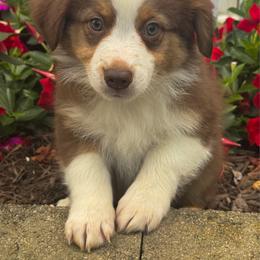 Spartacus - Red & white male Australian Shepherd puppy in Jonesborough, Tennessee from 5AFarms
