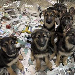 Girl 2 - German Shepherd puppy in Columbia, Maryland from Baskerville Shepherds