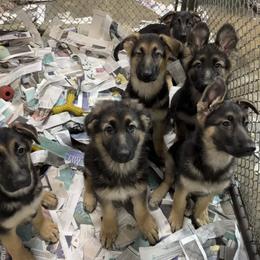 Girl 2 - German Shepherd puppy in Columbia, Maryland from Baskerville Shepherds