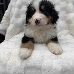 Jungle - Black rust and white male Bernese Mountain Dog puppy in Carroll County, Virginia from Blue Ridge Bernese