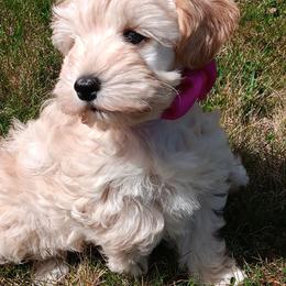 Miss Ruby - Wheaten female Miniature Schnauzer puppy in Shoshone, Idaho from Debra Kruse's Miniature Schnauzers