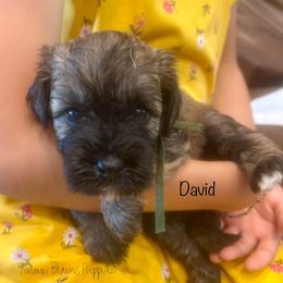 David - Sable male Schnoodle puppy in Sedalia, Missouri from Farmer Brown's Puppies