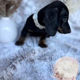 Dachshund Puppies from CSW Dachshunds