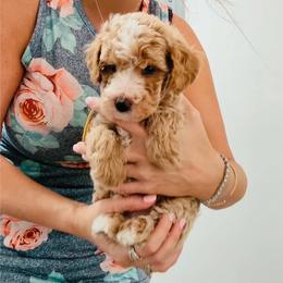 Girl 2 Red Apricot Tuxedo with BLUE EYES - Apricot female Goldendoodle puppy in Clarksville, Tennessee from Tennessee Goldendoodles, since 2014