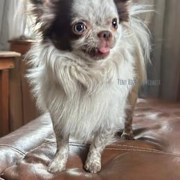 Chihuahua Puppies from Midwest Chihuahuas