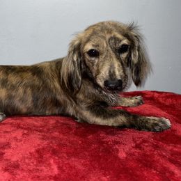 Ruby - Dachshund