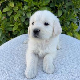 Red Collar Boy - Light golden male Golden Retriever puppy in Utah from Deseret Peak Goldens