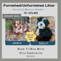 Australian Mountain Doodle puppies from Dry Canyon Pups