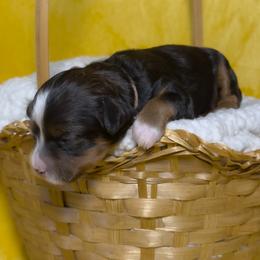 Diamond - Tri-color female Bernedoodle puppy in Bradenton, Florida from Peanut Butter Doodles