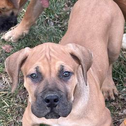 Male - Fawn male Boerboel puppy in Flemingsburg, Kentucky from Aussgardian Boerboels