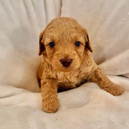 George - Red male Labradoodle puppy in Bruceton Mills, West Virginia from Adonai Ra'ah Farms