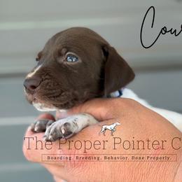 Courage - male German Shorthaired Pointer puppy in Six Mile, South Carolina from The Proper Pointer Co.