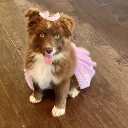 Sonya - Miniature Australian Shepherd