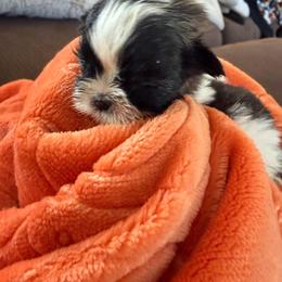Love - Tricolor female Shih Tzu puppy in San Jacinto, California from Luv4pups