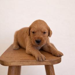 Yellow Color Girl - Dark golden female Golden Retriever puppy in Loma Rica, California from BloomingPuppies