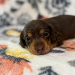 Ariel - Chocolate and tan female Dachshund puppy in Hope, Arkansas from JK Kennel
