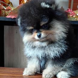 Mikey - Black and tan male Pomeranian puppy in Pembroke, Georgia from Triple P Babies/Pampered Pom Pom babies