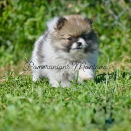 Pomeranian Puppies from Pomeranians Montana