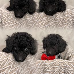 Denver - Black and white male Aussiedoodle puppy in North Olmsted, Ohio from Iron Doodles
