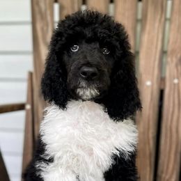 Poodles from NeNe’s Paw Patch