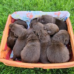 Labrador Retriever Puppies from Blackwoods Labradors