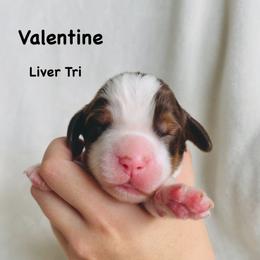 Valentine - Liver white and tan male English Springer Spaniel puppy in Casa Grande, Arizona from The Spaniel Garden
