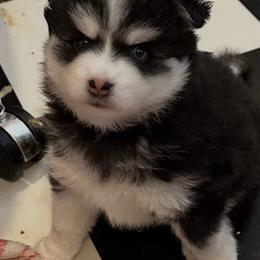 Thelma - Black and white female Pomsky puppy in Leesburg, Virginia from Capital Poms & Pomskies