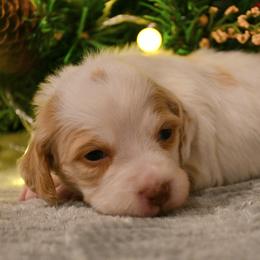 Luna - Orange and white female Brittany puppy in Hollidaysburg, Pennsylvania from Royal Flush Farms