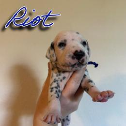 Riot - White and black male Dalmatian puppy in Mount Vernon, Missouri from Spots & Spirals
