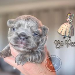 Toy Story's Bo Peep (lilac fluffy) - Tricolors female French Bulldog puppy in Salem, Oregon from Toy House Frenchies