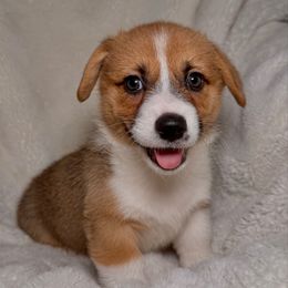 Moose - Red male Pembroke Welsh Corgi puppy in Northwood, Iowa from Sorrel Sands Corgis