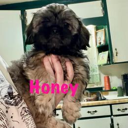 Honey - Sable female Shih Tzu puppy in Hull, Georgia from Precious to the world Shih Tzu’s