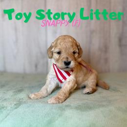 Snappy - Apricot female Goldendoodle puppy in Houston, Texas from Golden Life Doodles