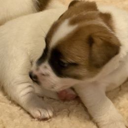 Boy 2 - Tri-color male Jack Russell Terrier puppy in Berthoud, Colorado from Shelby Burleson's Golden Retrievers and Jack Russell Terriers