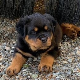 Rottweilers from Twin Creeks Rottweilers