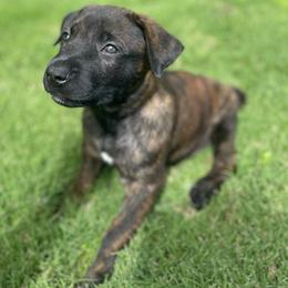 Zuko - Brindle male xDutch Shepherd puppy in Chelsea, Alabama from Alliance K9