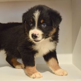 Australian Shepherd Puppies from Canyon South Aussies